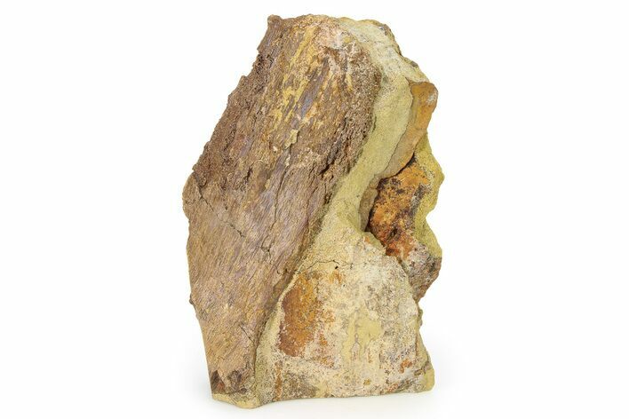 Fossil Dinosaur Bone Section in Sandstone- Wyoming #316899